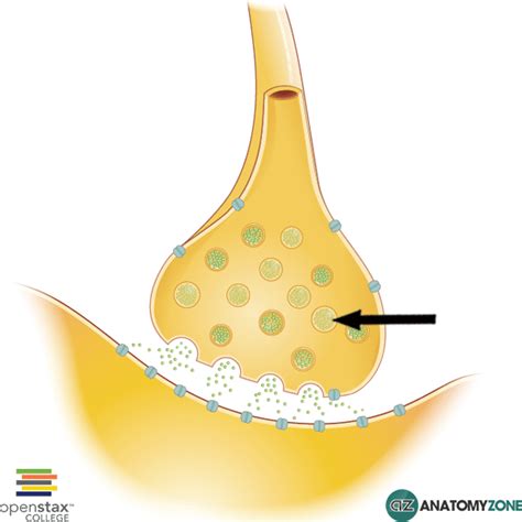 Synaptic Vesicle - AnatomyZone