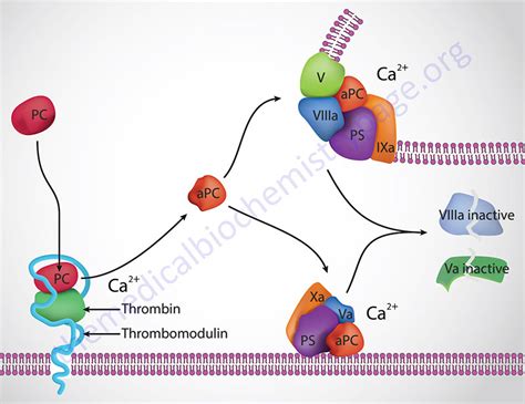 Factor V Leiden Thrombophilia - The Medical Biochemistry Page