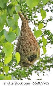 Tailorbird Nest Royalty-Free Images, Stock Photos & Pictures | Shutterstock