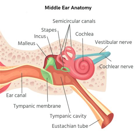 Middle Ear Anatomy