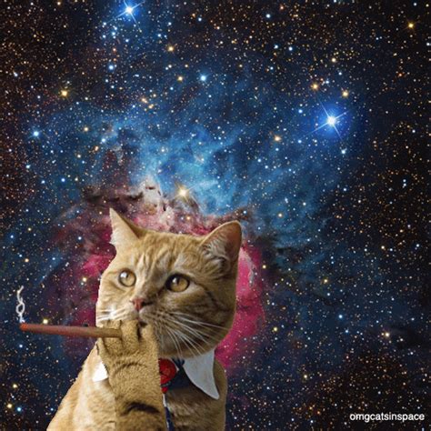 cats in space cat in space gif | WiffleGif