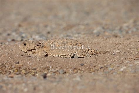 "Camouflage Desert Horned Lizard" by Bluecornstudios | Redbubble