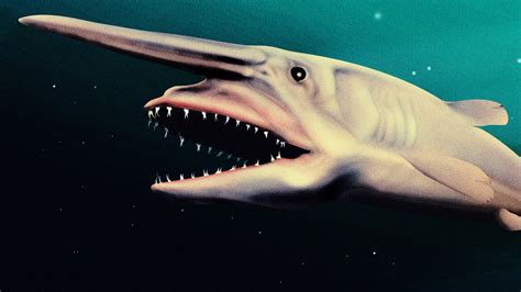 Scientists argue that the discovery of an extremely rare goblin shark is really a game