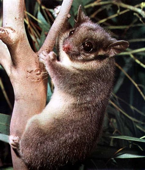 opossum hanging upside down - Google Search | Australia animals, Australian native animals ...