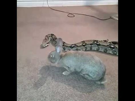 Snake eats rabbit - YouTube