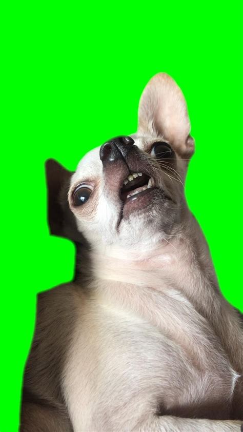 Green Screen Chihuahua Zoned Out Meme in 2024