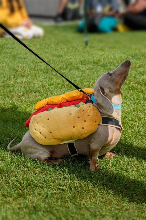 Dachshund in Hot Dog Costume Sits Looking Up Stock Image - Image of mammal, game: 256973077