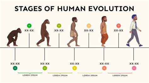 STAGES OF HUMAN EVOLUTION