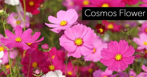 Cosmos Flower: Growing And Care For The Cosmos Plant [HOW TO]