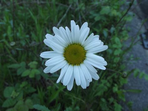 Big Daisy Flower Free Stock Photo - Public Domain Pictures