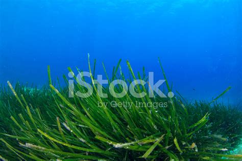 Underwater Seaweed Stock Photo | Royalty-Free | FreeImages