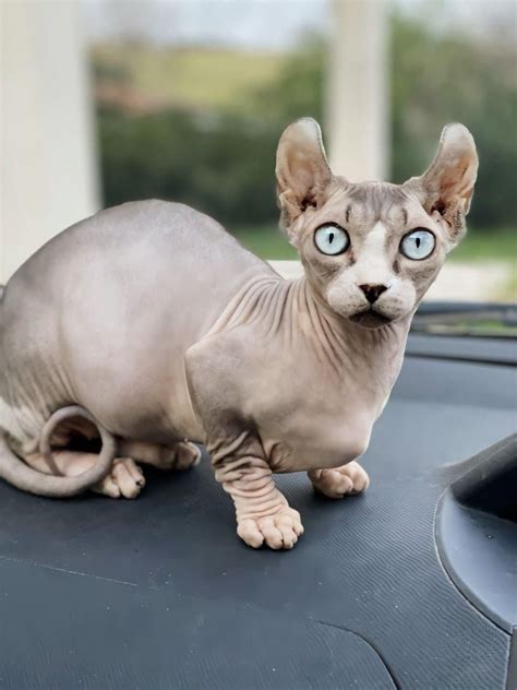 Dwelfs are hairless like sphynxs and have short paws like Munchkin ...