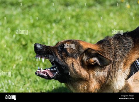 angry german shepherd dog Stock Photo - Alamy