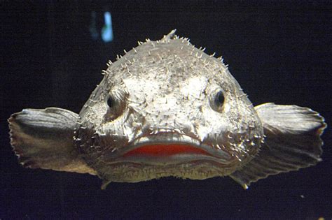 The Blobfish: 5 Facts About the Ocean’s Ugliest Mug - 30A