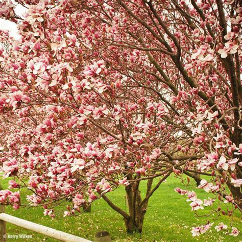 Buy affordable Saucer Magnolia trees at our online nursery - Arbor Day ...