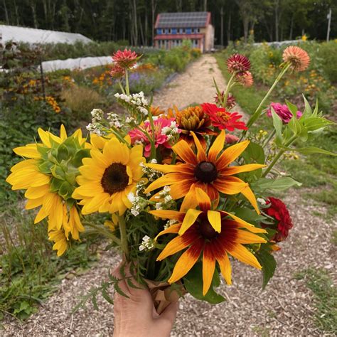 Among the Fall Wildflowers