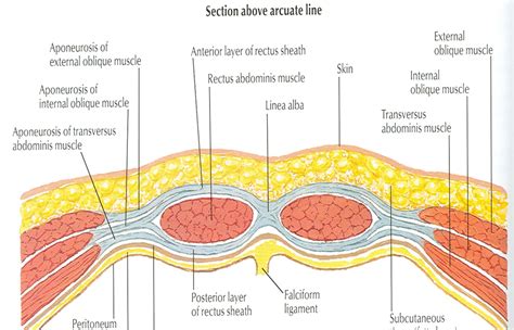 Docs Network: CLINICAL ANATOMY OF ANTERIOR ABDOMINAL WALL & RECTUS SHEATH