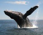 Day Trips at Zoëtry Casa del Mar: Whale Watching Season – The Well | The Official Blog of Zoëtry ...