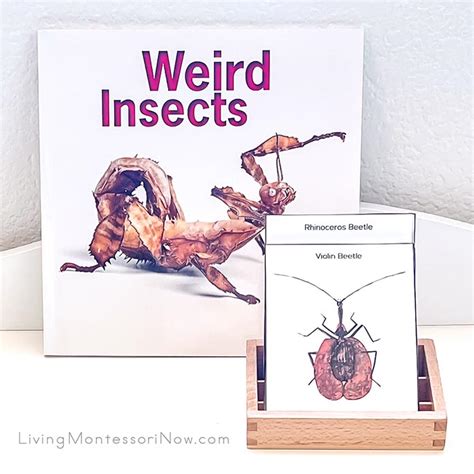 Free Weird Insect Printables and Montessori-Inspired Weird Insect Activities - Living Montessori Now