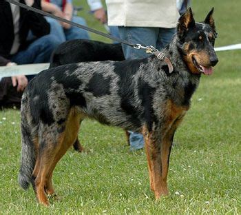 What Two #AKC Breeds Can Be Harlequins?