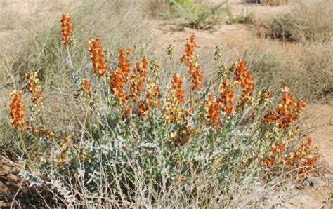 Orange Darling Pea • Flinders Ranges Field Naturalists