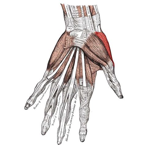 Opponens Pollicis Anatomy: Origin, Insertion, Action - The Wellness Digest