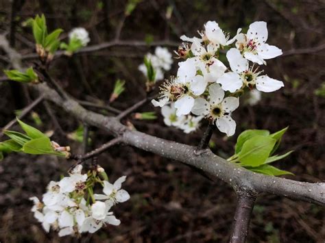 Bradford Pears: Pretty But Invasive! - Conserving Carolina