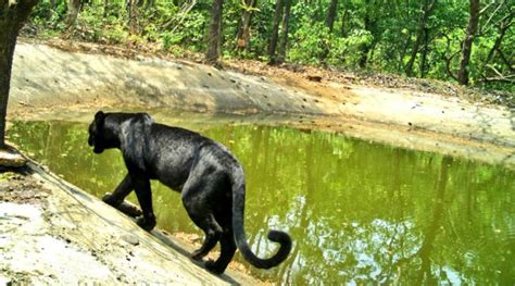 India News | Goa: Black Panther Spotted in Netravali Wildlife Sanctuary ...