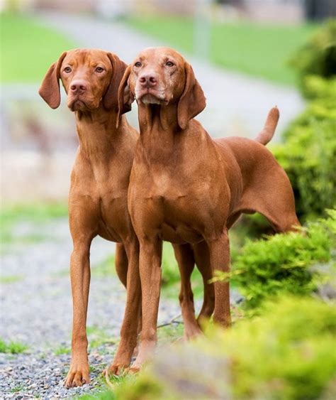 Hungarian Vizsla vs Appenzell Mountain Dog - Breed Comparison