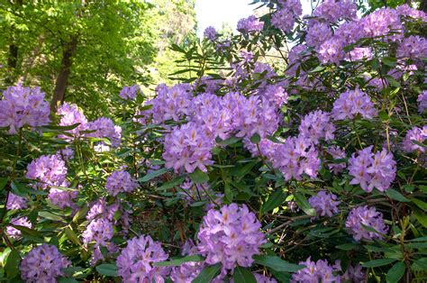 How to Grow and Care for Catawba Rhododendron Plant