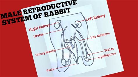 How to draw male reproductive system of rabbit easily - YouTube