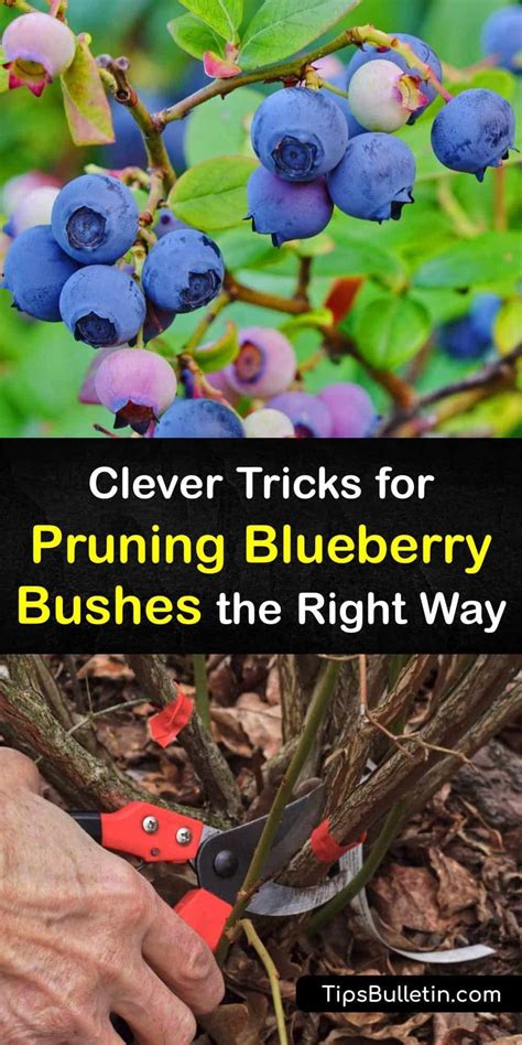 Clever Tricks for Pruning Blueberry Bushes the Right Way | Pruning blueberry bushes, Blueberry ...