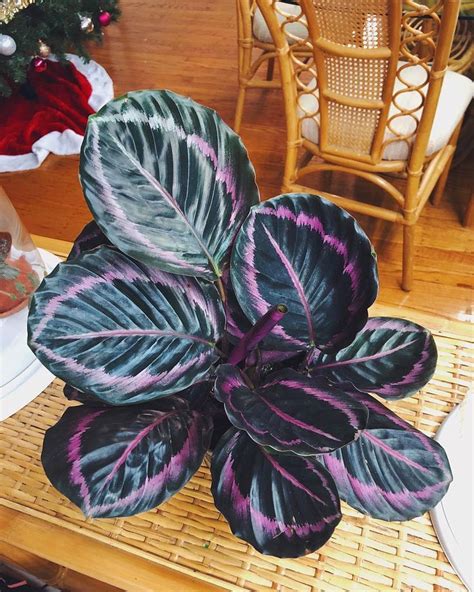 Learn about Calathea types, and find out about 20 and more of them ...