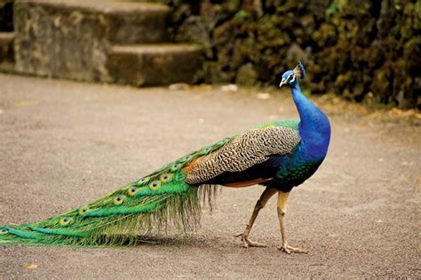 Peacock | Facts & Habitat | Britannica