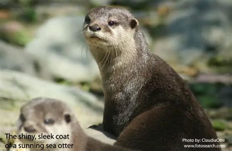 Sea Otter - Description, Habitat, Image, Diet, and Interesting Facts