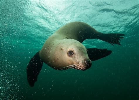 Steller Sea Lion Facts — SeaDoc Society