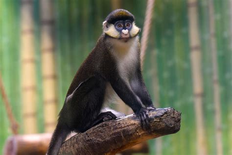 Red-tailed guenon | The Maryland Zoo