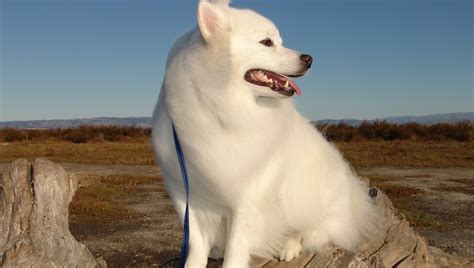 30 Best Dog Names For Excellent American Eskimo Dogs [PICTURES] - DogTime