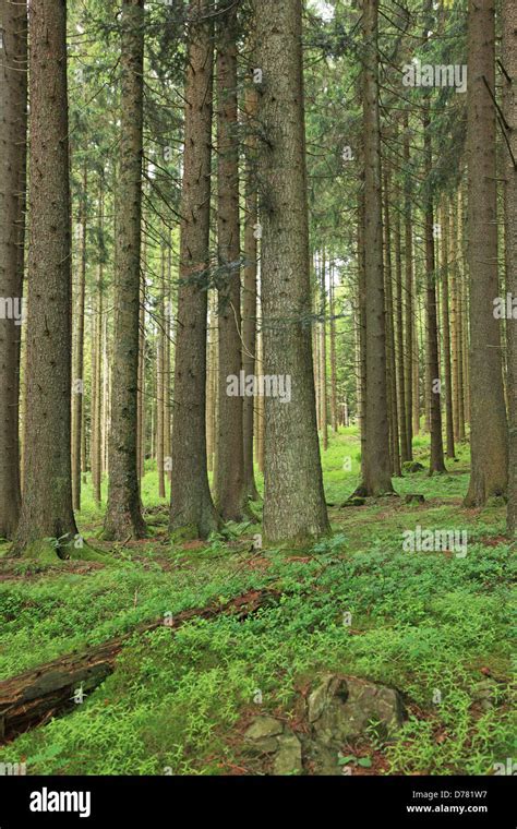 Germany, Baden-Württemberg, the Black Forest Stock Photo - Alamy