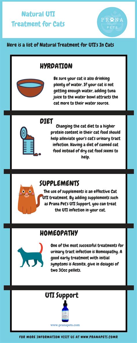 Home Remedies for UTI in Cats – PranaPets.com – Prana Pets