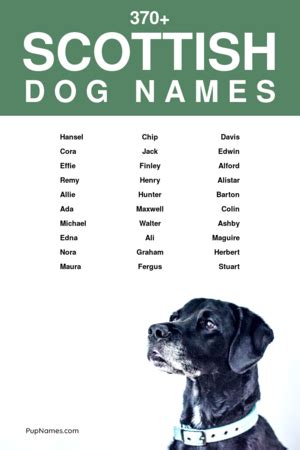 270+ Scottish Dog Names For Boys (+ Meanings) | PupNames.com™