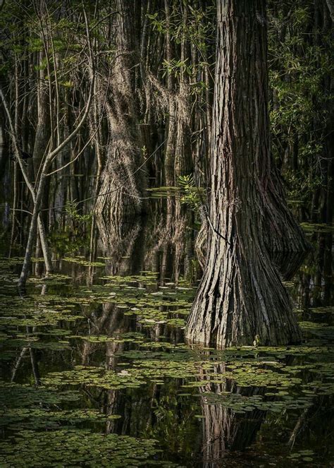 Pin on Inspiration | Cypress swamp, Swamp, Cypress