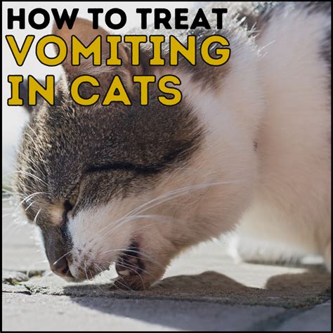 How To Treat A Cat That Is Vomiting: A Guide for 2024