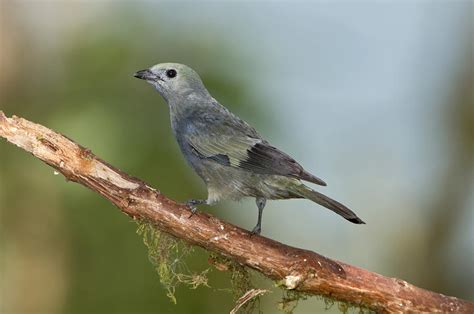 Palm Tanager Photograph by Anthony Mercieca - Fine Art America