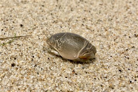 Mole crabs (Emerita talpoida) – Seashore to Forest Floor