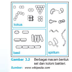 Bentuk Bakteri - Our Akuntansi