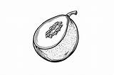 Cantaloupe Coloring Page For Adults Graphic By Forhadx5 · Creative Fabrica sketch template