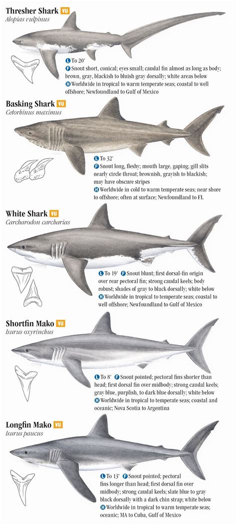 How To Identify Shark Species