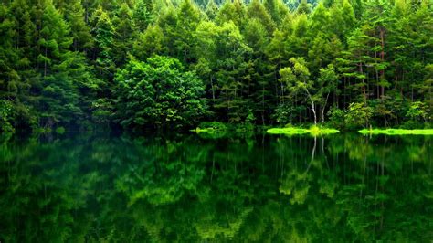 Hd Green Forest Wallpapers