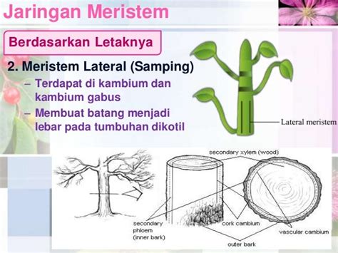 Struktur & Jaringan Pada Tumbuhan (Jaringan Meristem)